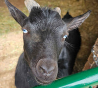 Happy Goat ITH